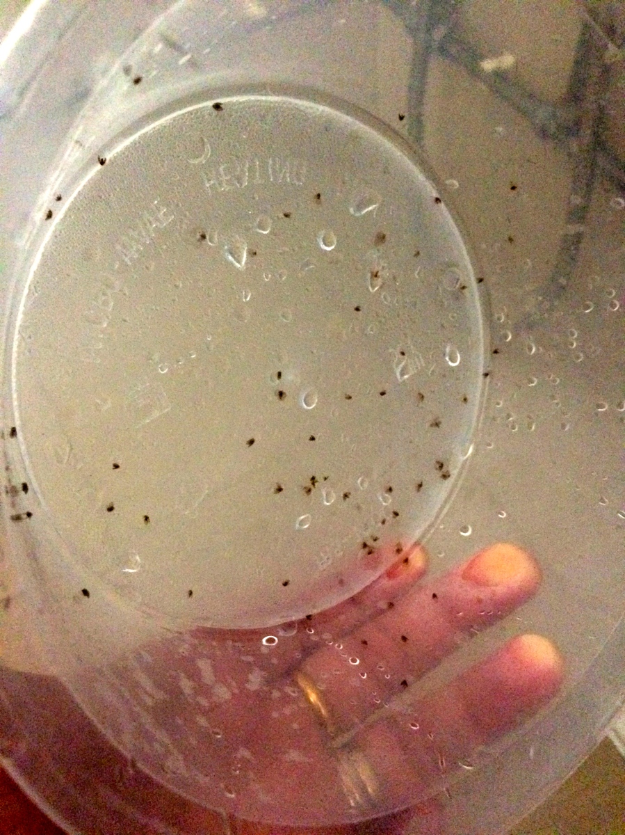Quick, cheap and easy way to get rid of drain flies